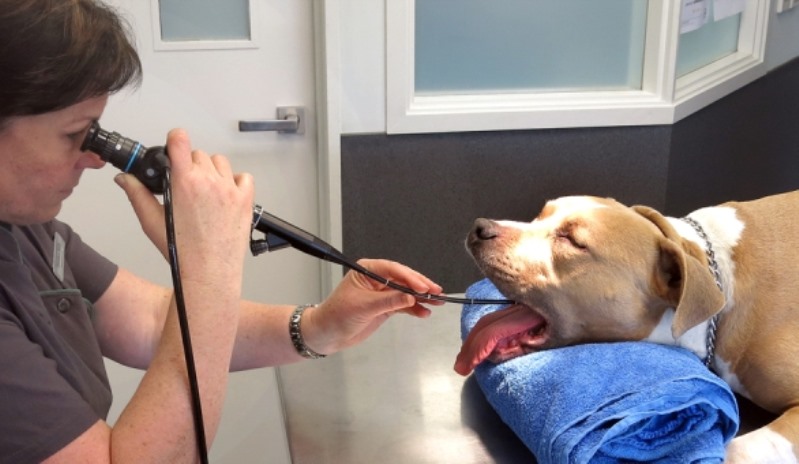 درمان انسداد روده سگ