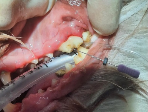 کلینیک دندانپزشکی حیوانات خانگی ایرانیان