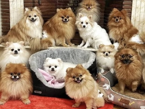 هتل پانسیون خانگی سگهای کوچک در سئول