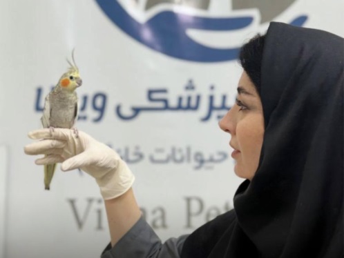 کلینیک دامپزشکی ویونا در قم