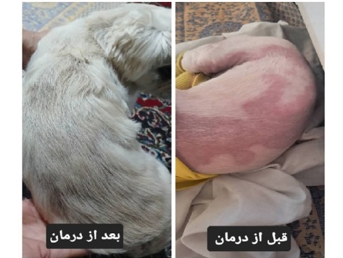 دامپزشکی پوست و مو دکتر دبیری در ساری