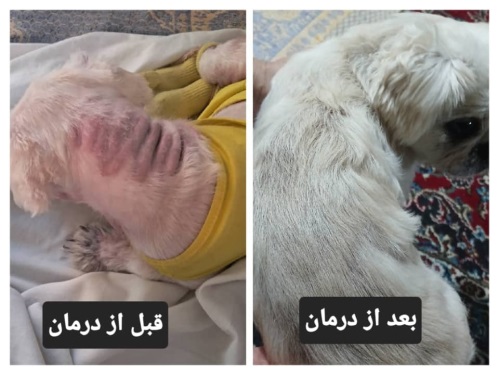 دامپزشکی دکتر دبیری در ساری