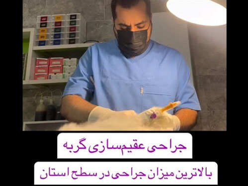 جراحی عقیم سازی گربه بیشترین جراحی حیوان در گربه | پت لینک 