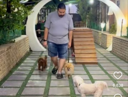 مدرسه تخصصی سگ های خانگی دماغ چرمی کرج | petlink
