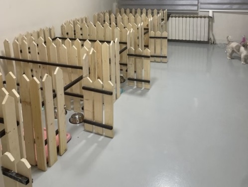 هتل پانسیون حیوانات (سگ و گربه) پاستیل در سئول