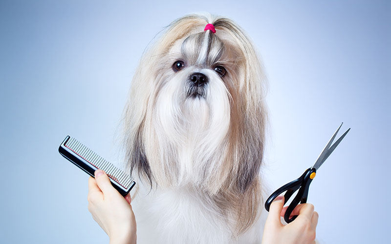 کدام سگ های آپارتمانی بدون ریزش مو هستند؟ |petlink.ir