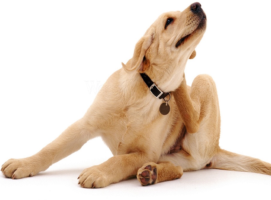 دلایل و راه کارهای درمان التهاب و خارش گوش سگ | پت لینک 