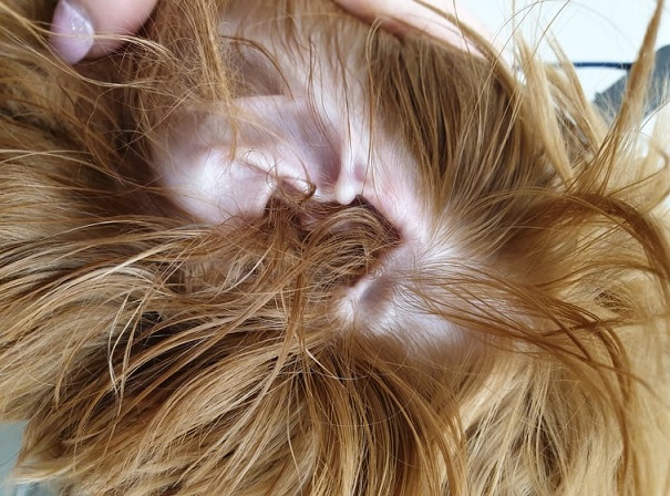 راه کارهای نظافت گوش های سگ | پت لینک 