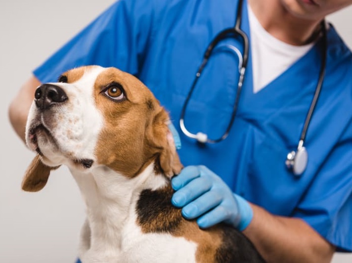دلایل و درمان اسهال و استفراغ خونی در سگها | پت لینک 