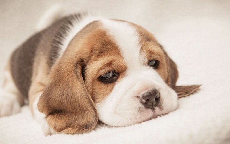  درمان بالا آوردن سگ، دلایل و تشخیص استفراغ سگ | پت لینک 