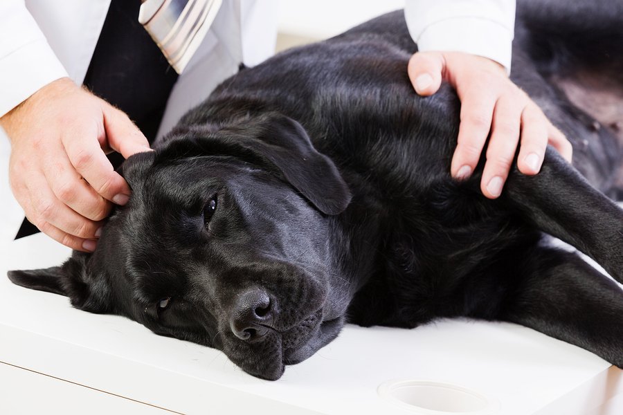 تشخیص پانکراتیک در سگ ها | بهترین مراکز دامپزشکی 