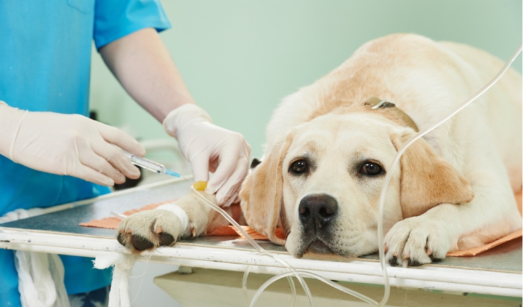 درمان پانکراتیک خفیف تا متوسط در سگ ها | petlink.ir