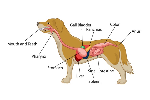 پانکراتیک سگ چیست؟ علائم، دلایل و درمان پانکراتیک در سگها | پت لینک 