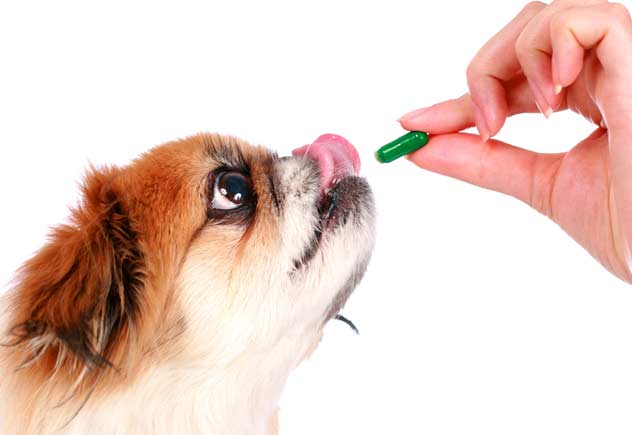 علائم کمبود بیوتین در سگ چیست؟