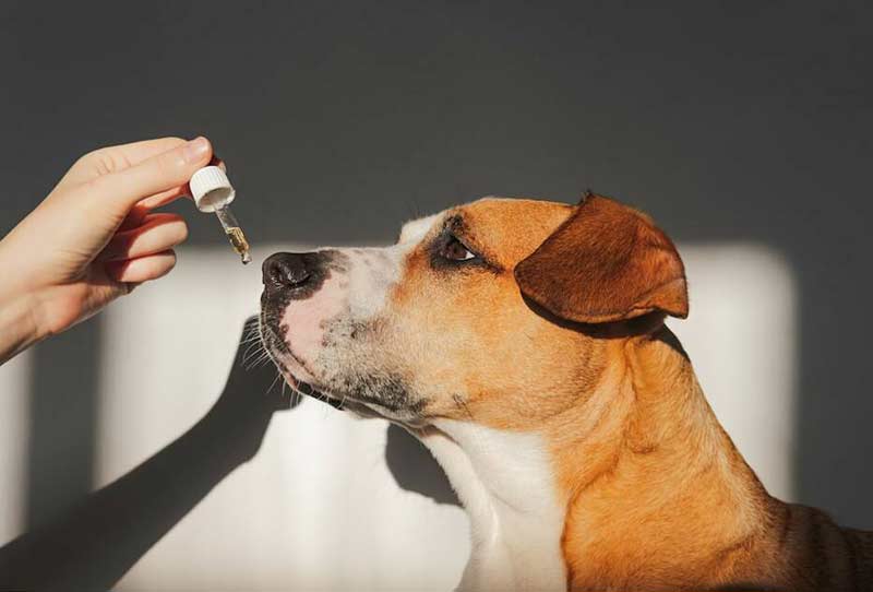 راه های درمان ریزش موی سگ | پت لینک 