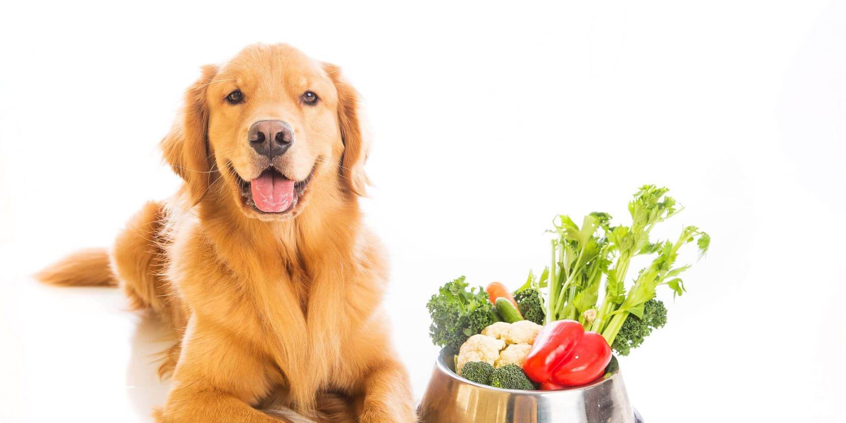 سبزیجات مناسب برای سگ ها | petlink