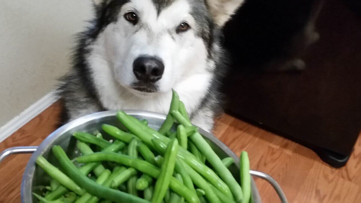 خوراک لوبیا برای سگ ها  | petlink