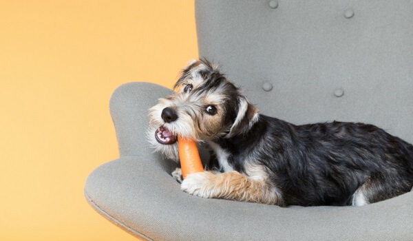 خوراندن سبزیجات به سگ ها | پت لینک 
