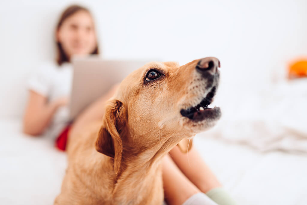 پارس کردن سگ: چگونه از واغ واغ کردن بی موقع سگ جلوگیری | پت لینک 
