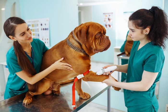وضعیت سلامتی داگو دبوردکس با وفا و صبور | انواع نژاد سگ