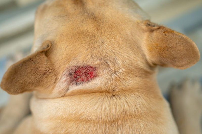 بیماری پوستی سگ چیه و چه علائمی داره؟ | درمان سریع قارچ پوستی سگ