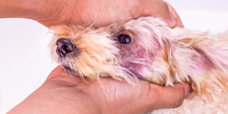 مخمر پوستی سگ چیست؟ و درمان قارچ پوستی سگها | پت لینک