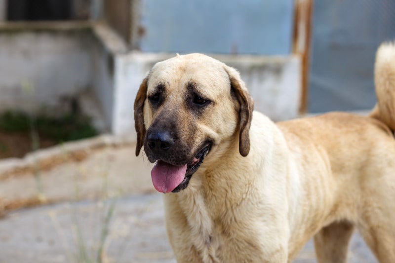 قیمت سگ بزرگ جثه آناتولی شپرد | انواع نژاد سگ