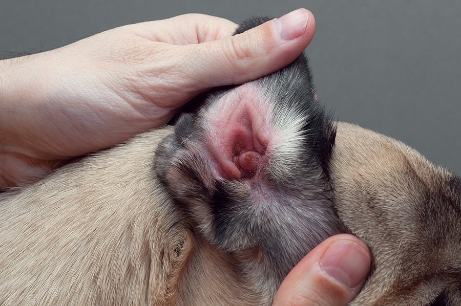 درمان آلرژی در سگ | مراکز دامپزشکی در پت لینک 