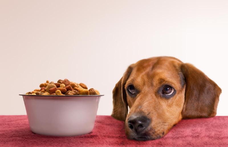 حساسیت در سگ ها و درمان آلرژی سگ | مراکز دامپزشکی در پت لینک 