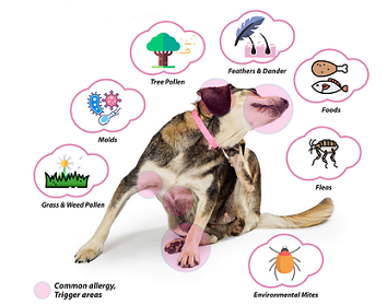 داروی ضد حساسیت برای سگ | پت لینک 