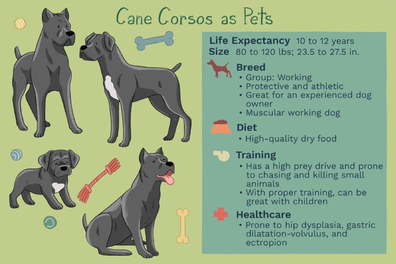 وضعیت سلامتی نژاد Cane Corso | واگذاری رایگان سگ کن کورسو