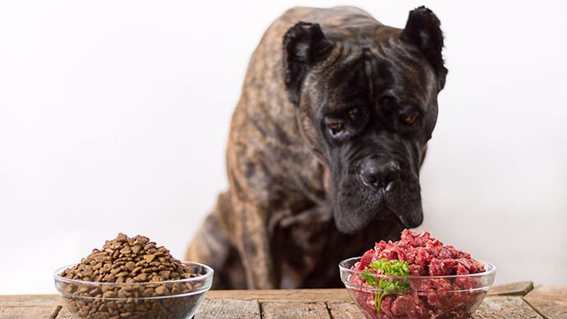 تغذیه ی سگ بزرگ جثه ی کن کورسو | جنگ سگ کن کورسو با گرگ