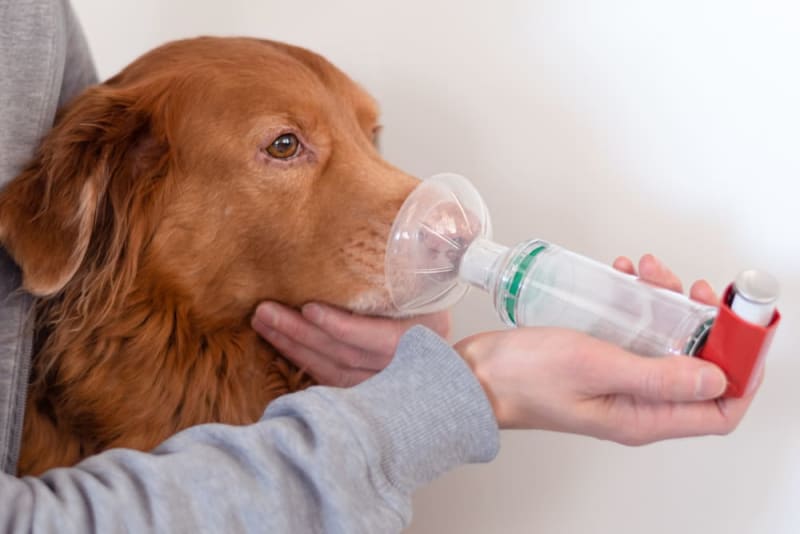 علائم آسم در سگ ها و راه درمان آسم سگ