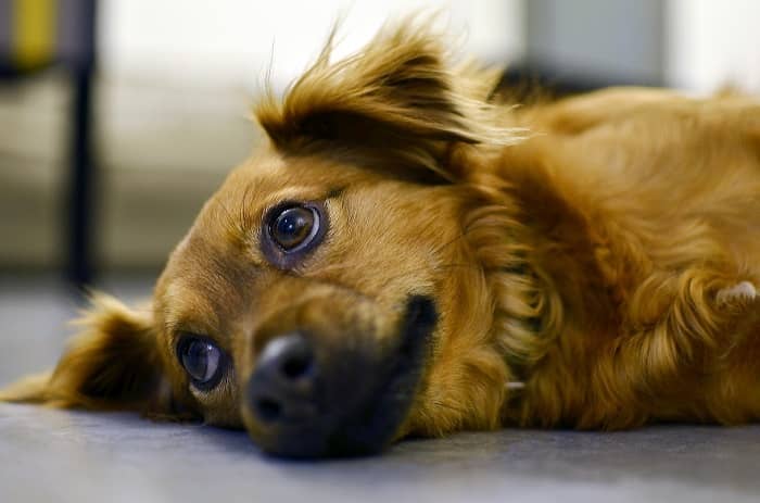نشانه های بیماری های عفونی سگها |پت لینک 