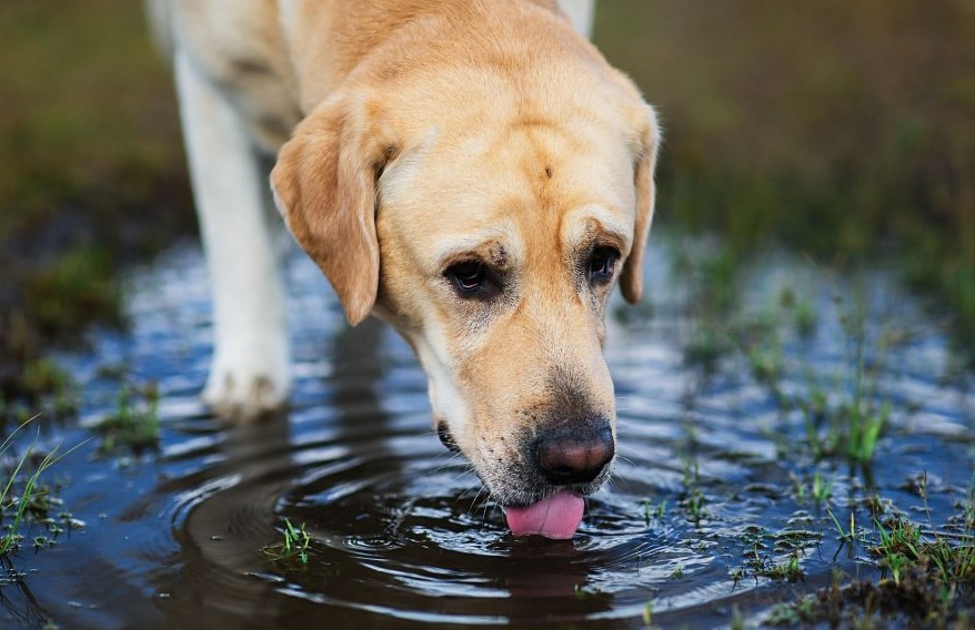 درمان بیماری لپتوسپیروز در سگ | پت لینک 