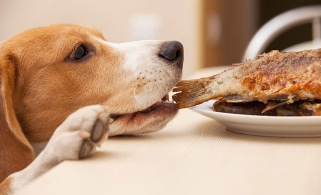 انتقال سالمونلوز از سگ به انسان | انتقال کرم اسکاریس از سگ به انسان