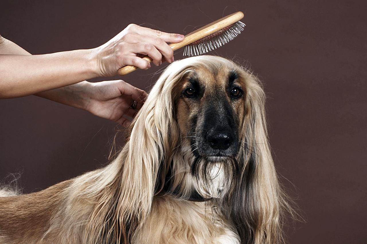 انتقال قارچ پوستی از سگ به انسان | پت لینک 