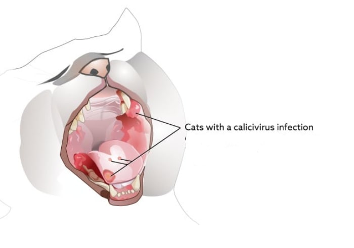 واکسنCalicivirus  | برنامه زمانی واکسن گربه