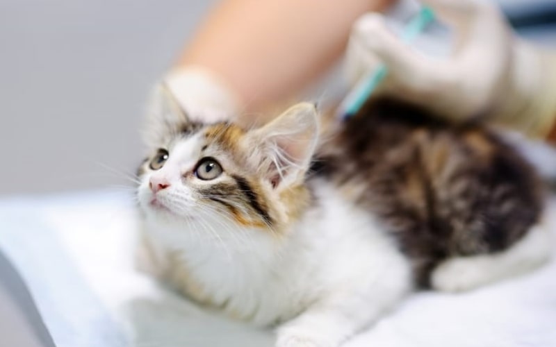 برنامه زمانی واکسیناسیون گربه (عوارض و نکات مهم)