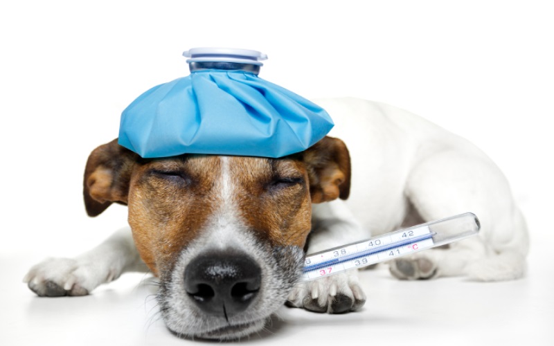 بیماری های شایع در سگ ها و راه های درمان 