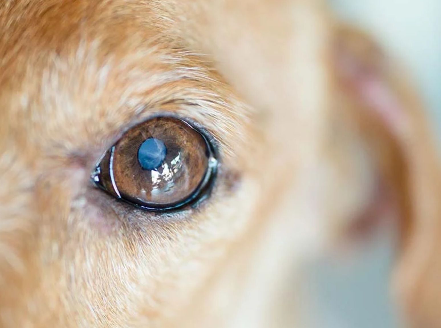 شناخت بیماری های شایع در سگ ها | پت لینک 