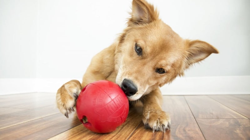  عکس پریودی سگ درد پریودی در سگ ها | پیدا کردن دامپزشکی ها آنلاین با پت لینک 