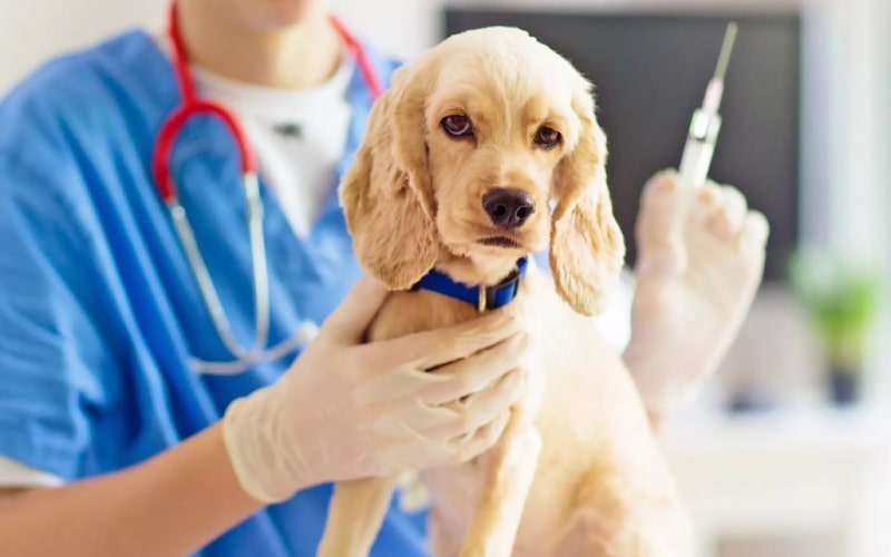 موعد واکسن های سگ برای نژادهای مختلف