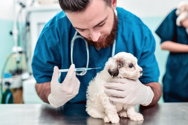 زمانبندی واکسیناسیون سگ