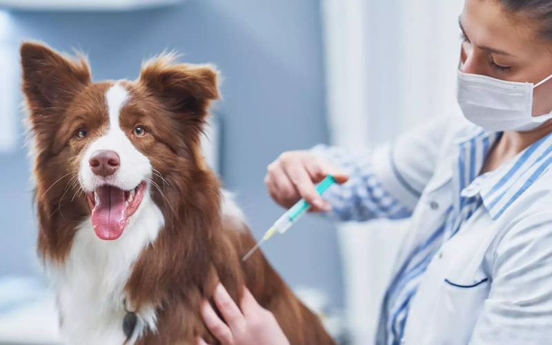 آیا واکسیناسیون سگ ضروری است؟   | پت لینک