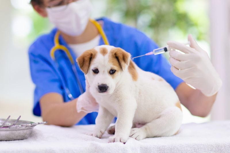نحوه تزریق واکسن سگ | محل تزریق واکسن هاری در سگ