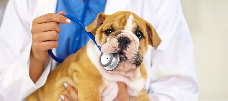 مراقبت بعد از واکسن سگ | ابسه جای واکسن سگ