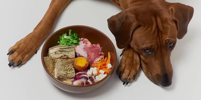 آلرژی غذایی در سگها  | درمان آلرژی در سگها