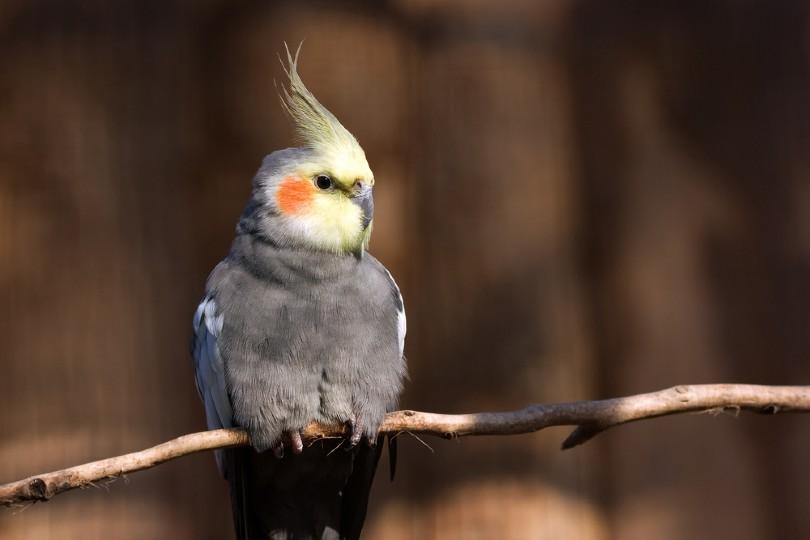 درمان پرکنی پرنده ها و طوطی ها | سایت پت لینک 