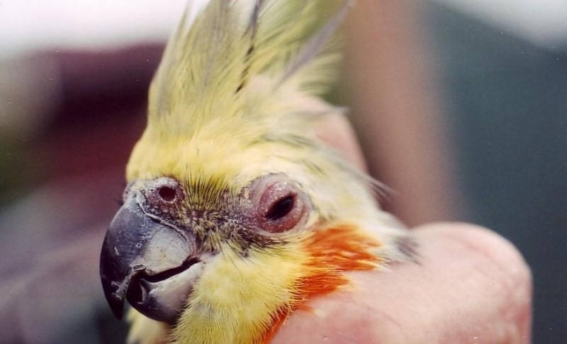 بیماری ورم ملتحمه در پرنده |  درمان بیماری چشم عروس هلندی